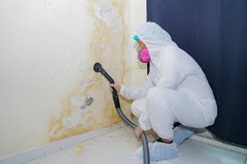 Professional Mold Removal & Remediation in Ingalls Park, IL